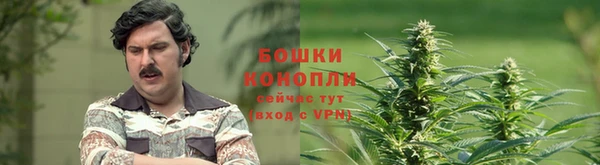 прущие грибы Бородино